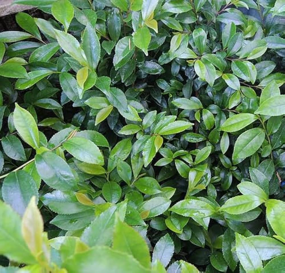 Amazon.co.jp: ヒサカキの苗木 15cmポット苗 姫榊 : DIY・工具・ガーデン Amazon.co.jp: ヒサカキの苗木 15cmポット苗 姫榊 : DIY・工具・ガーデン